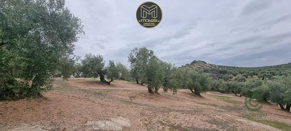 Finca agrícola de 0,7538 ha en venta en Torredonjimeno, Jaén