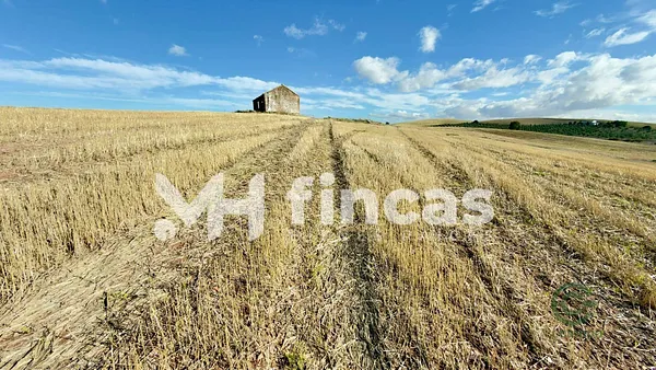 Finca agrícola de 36,4 ha en venta en Utrera, Sevilla