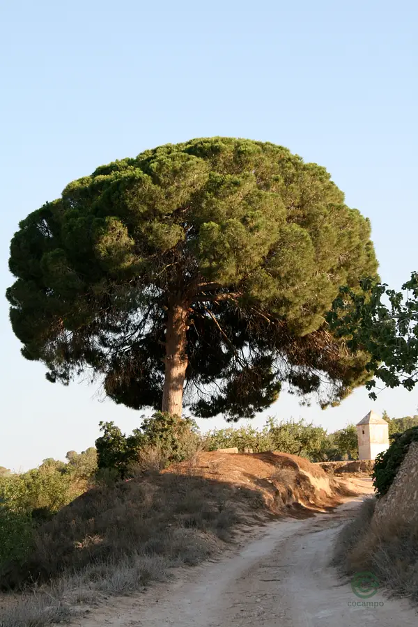 Finca rústica de 108 ha en venta en Alicante