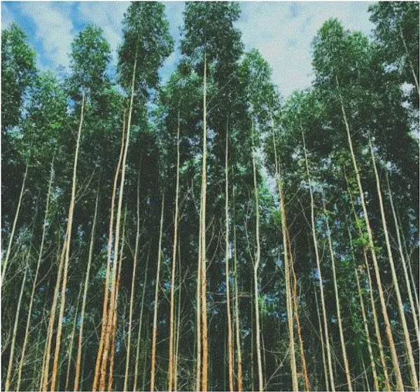 Finca forestal de 3,37 ha en venta en Cantabria