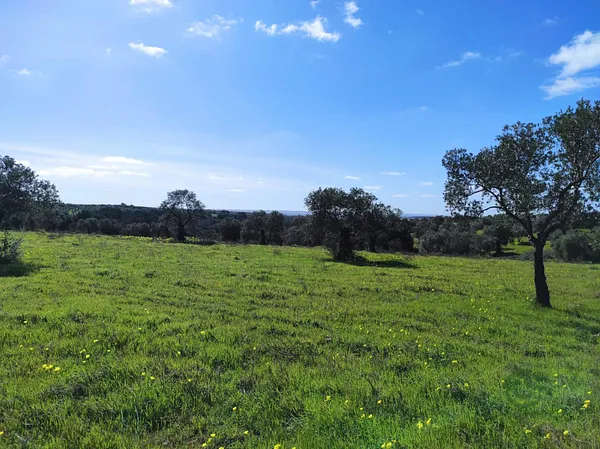 Finca rústica de 1,6 ha en venta en Niebla, Huelva