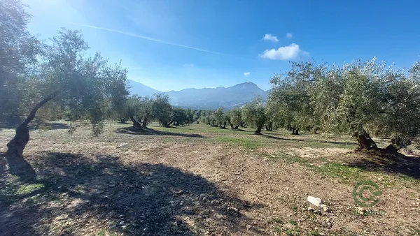 Spot image