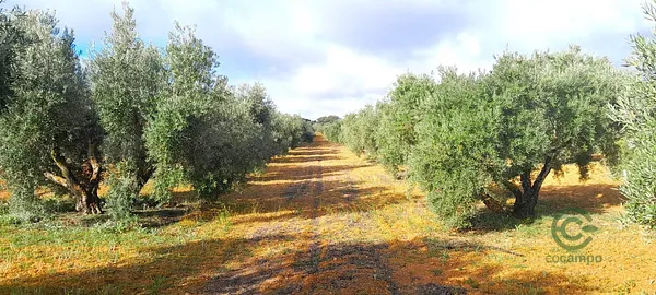 Spot image