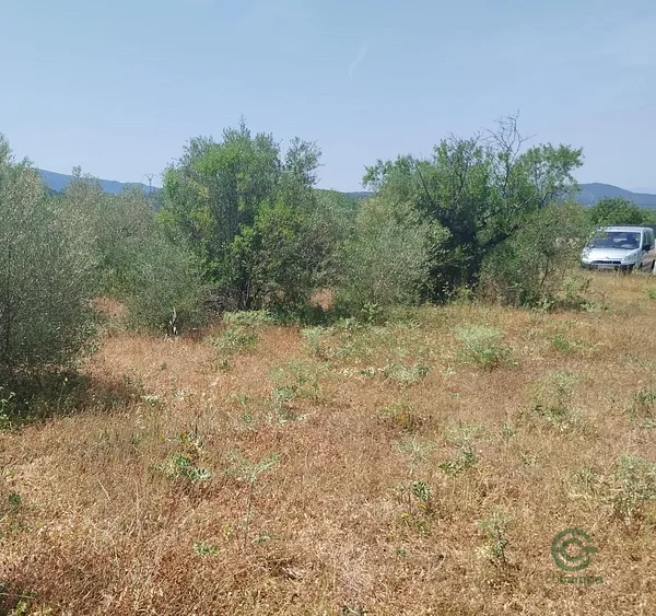 Spot image