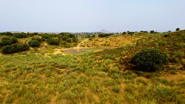 Spot image