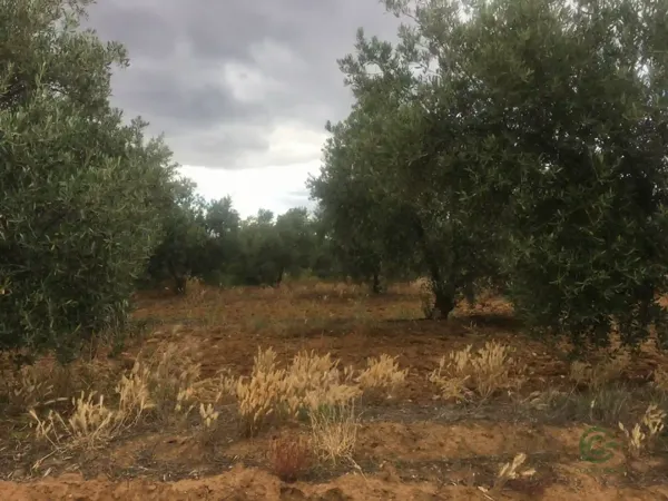 Spot image
