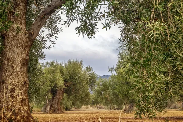 Finca agrícola de 2356 ha en venta en Jaén