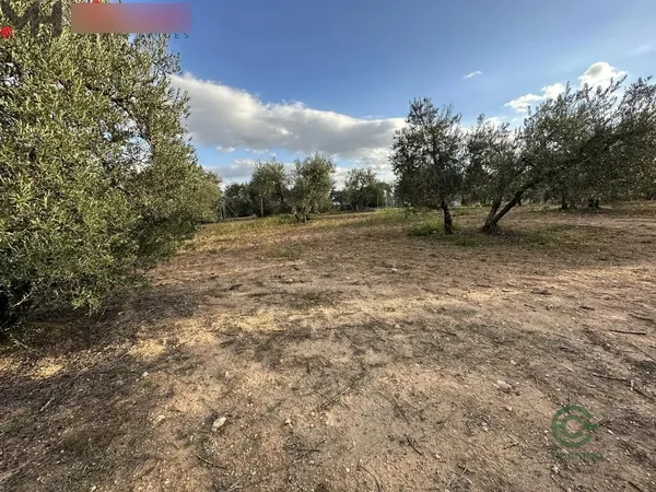 Spot image