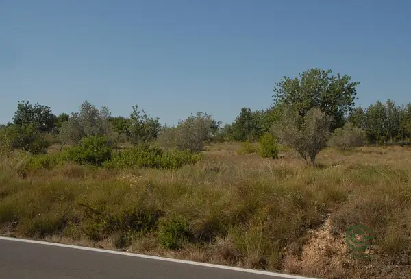 Spot image