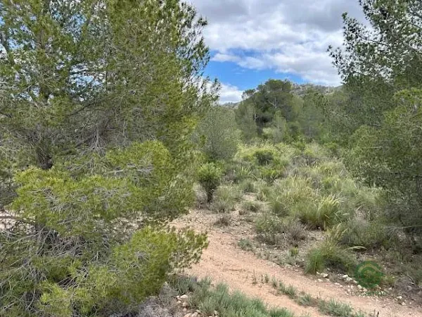 Spot image