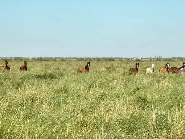 Finca rústica de 1477 ha en venta en Santa fe
