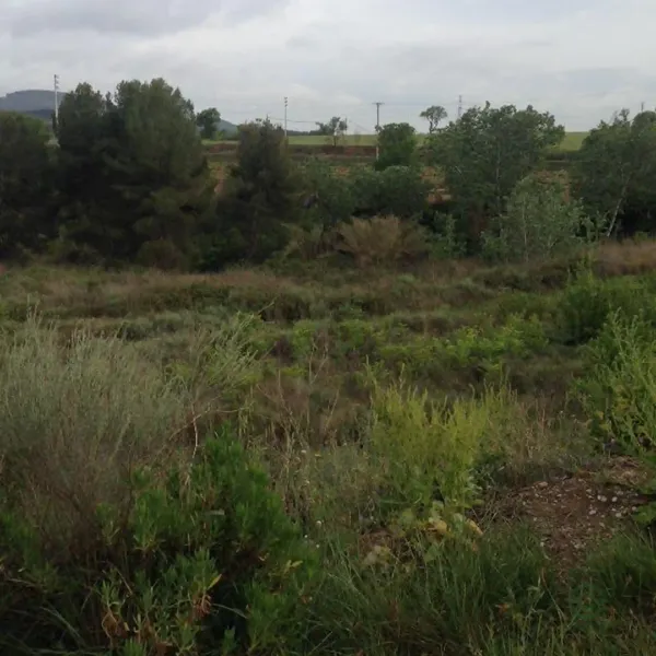 Spot image