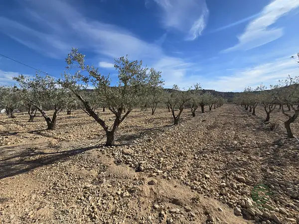 Finca rústica de 0,753 ha en venta en Hondon de las nieves, Alicante