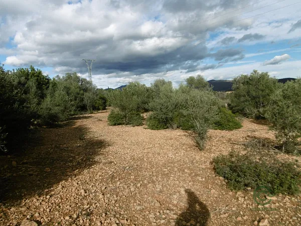 Spot image