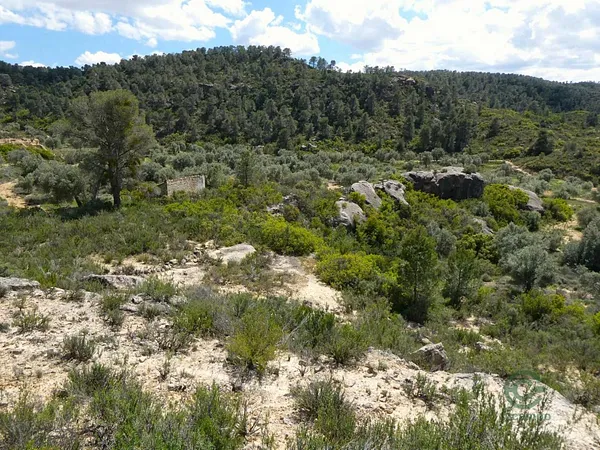 Spot image