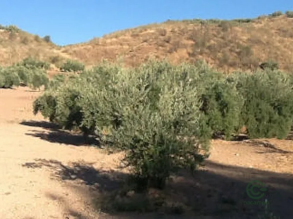 Finca agrícola de 6,2204 ha en venta en Priego de cordoba, Córdoba