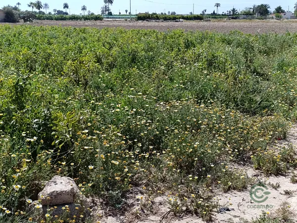 Finca agrícola de 1,3241 ha en venta en Elche pedanias, Alicante