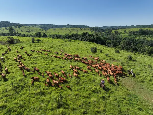 Finca ganadera de 2109 ha en venta en Misiones