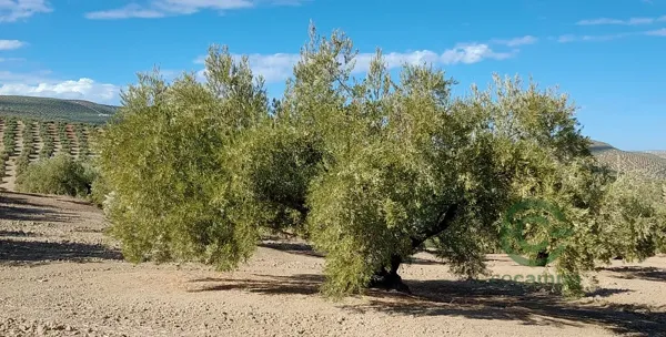 Finca rústica de 3 ha en venta en Jaén