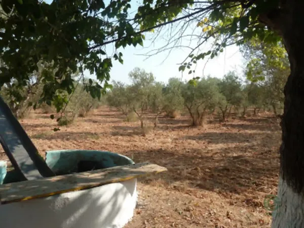 Finca rústica de 1,25 ha en venta en Carmona, Sevilla