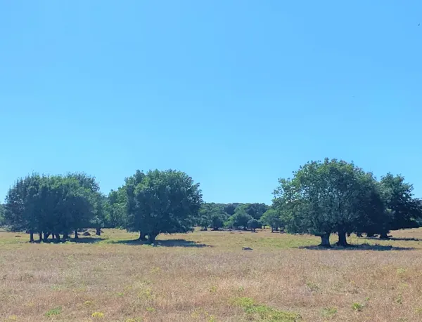 Finca rústica de 800 ha en venta en Madrid