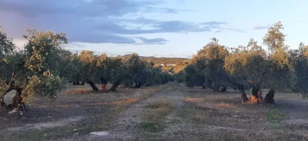 Finca agrícola de 17 ha en venta en Córdoba