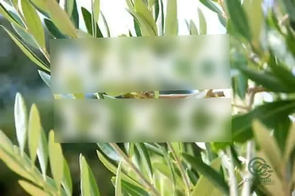 Finca agrícola de 31,6 ha en venta en Torreperogil, Jaen