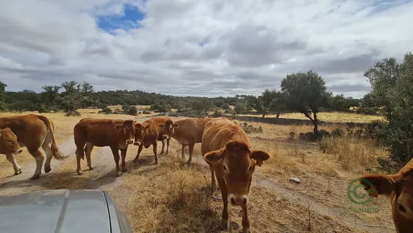 Finca rústica de 53,1 ha en venta en Cáceres