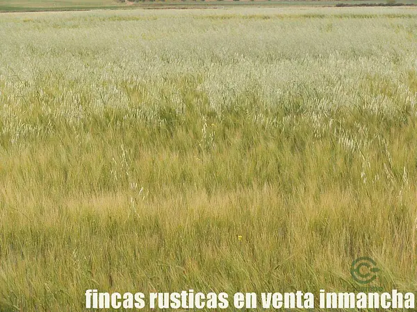 Finca agrícola de 315 ha en venta en Ciudad real