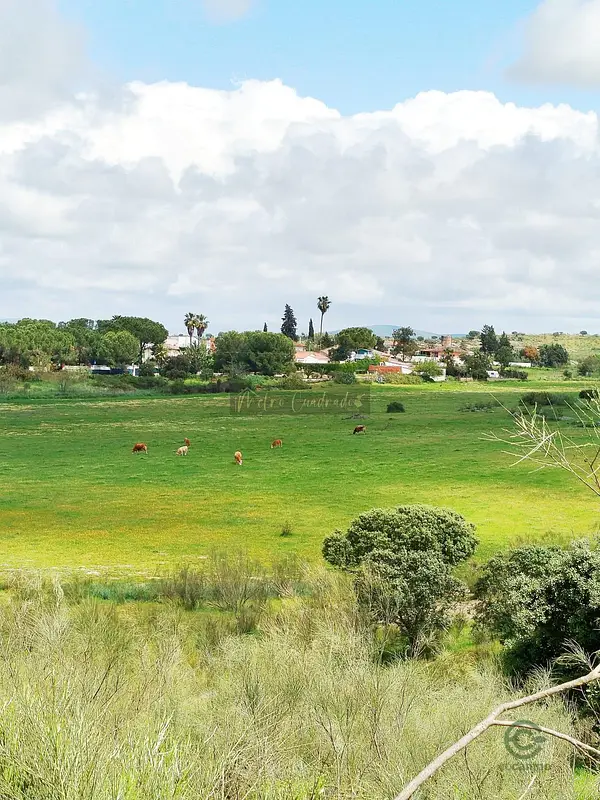Spot image