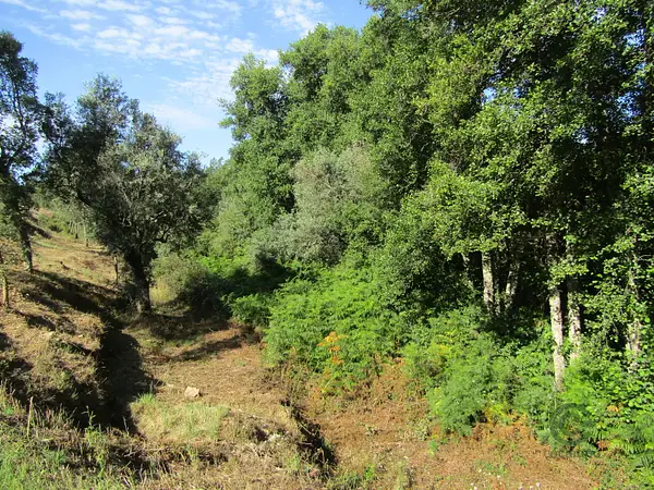 Rustic property of 4 ha for sale in Santarém