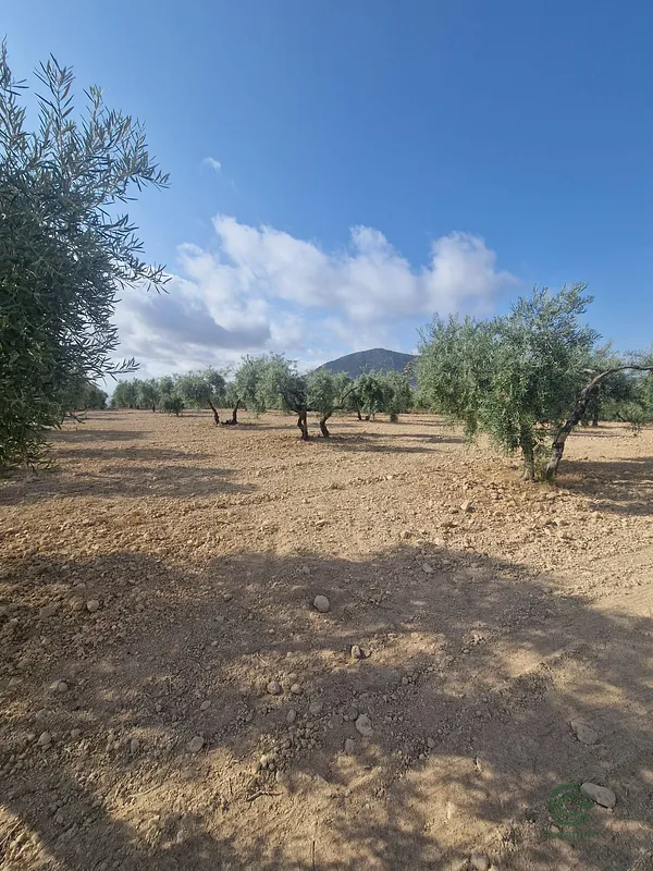 Spot image