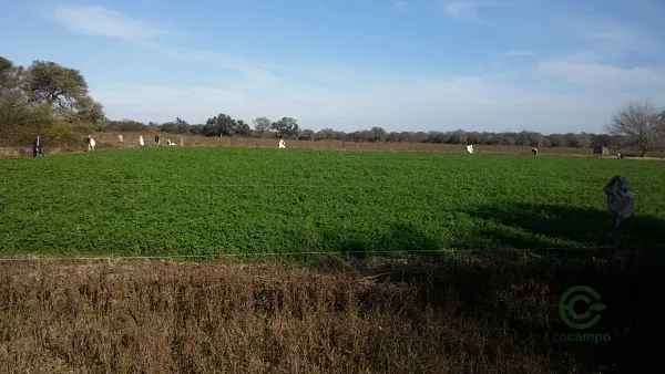 Spot image