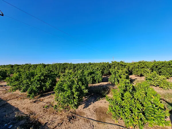 Finca agrícola de 2,42 ha en venta en Alzira, Valencia