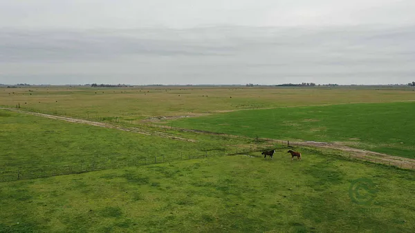 Finca ganadera de 498 ha en venta en Buenos aires