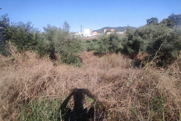 Finca rústica de 0,28 ha en venta en Plasencia, Cáceres
