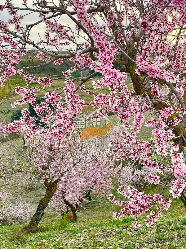 Spot image