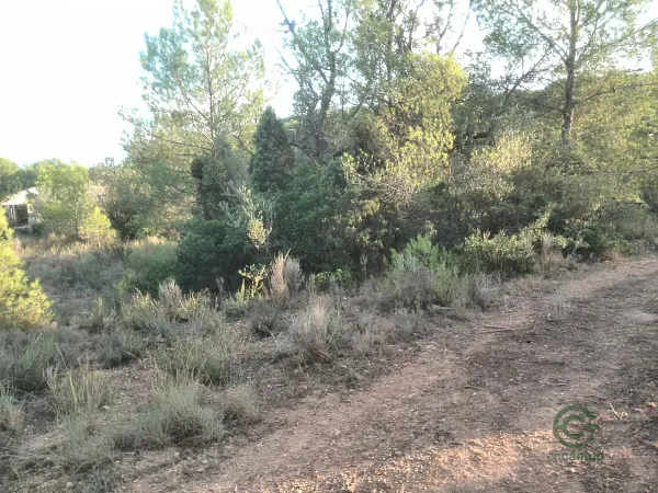 Spot image