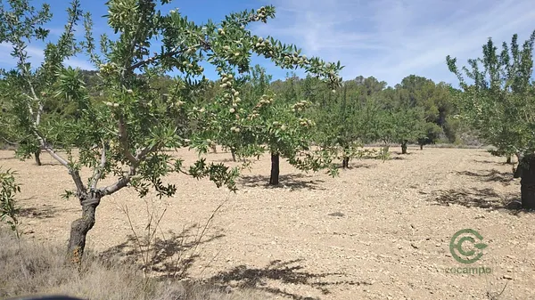Spot image