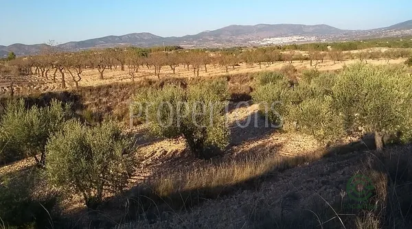 Spot image