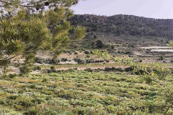Spot image