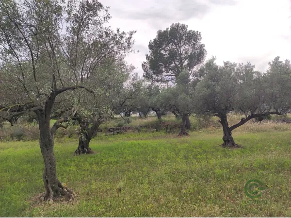 Finca agrícola de 1,95 ha en venta en Tarragona