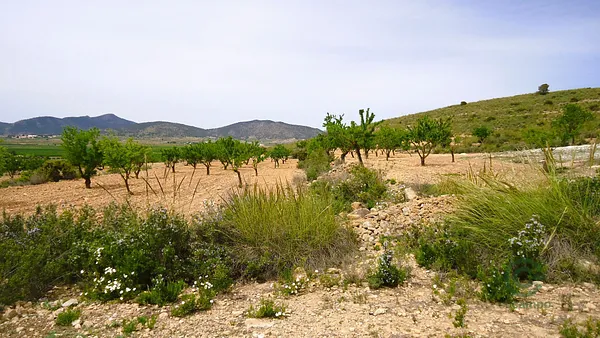 Agricultural property of 1,23 ha for sale in Alicante