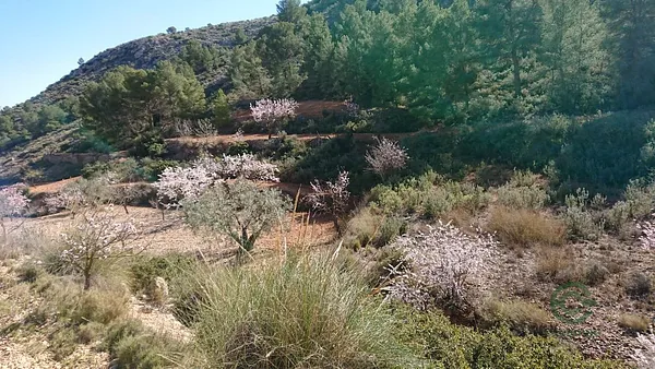 Spot image
