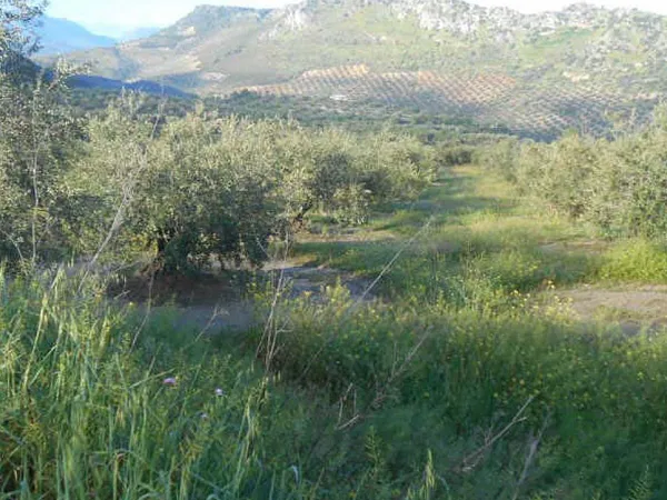 Finca agrícola de 3,6081 ha en venta en Priego de cordoba, Córdoba
