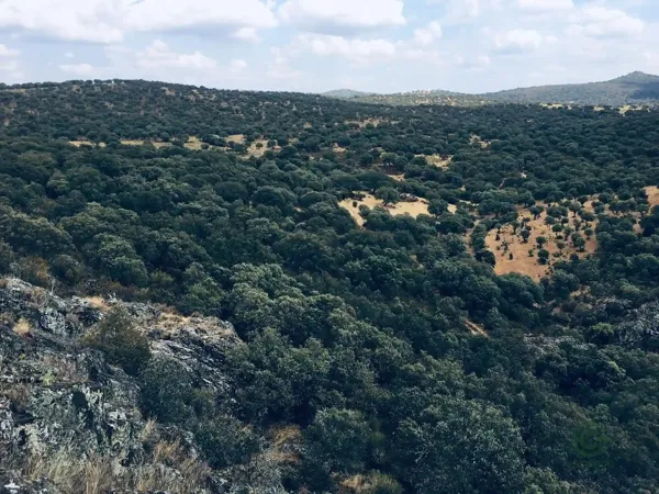 Finca rústica de 40 ha en venta en Ciudad real