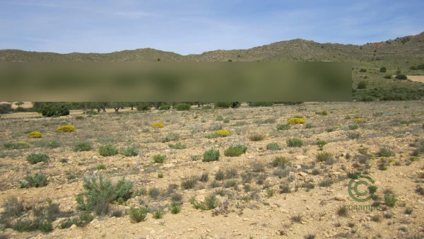 Spot image