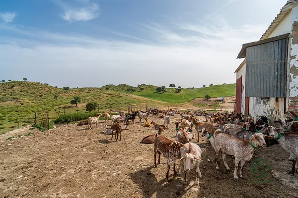 Finca rústica de 380 ha en venta en Olvera, Cádiz