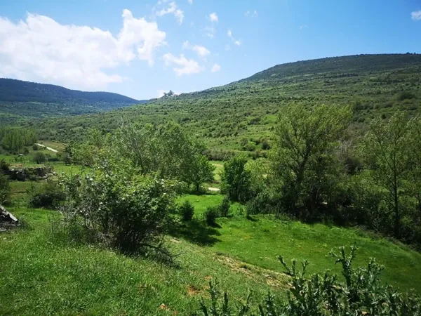 Spot image