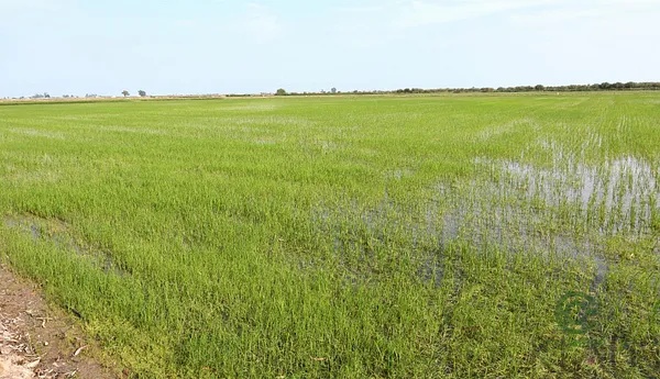Finca agrícola de 17,3 ha en venta en Amposta, Tarragona